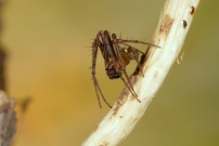 *(17800) La Diodie tte de mort. Un mle (Araneae - Araneidae - Zilla diodia)